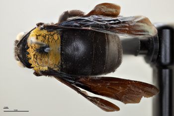 Media type: image;   Entomology 810656 Aspect: habitus dorsal view